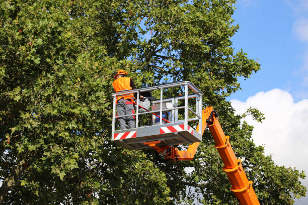 Best Tree Health Inspection  in Rogersville, MO