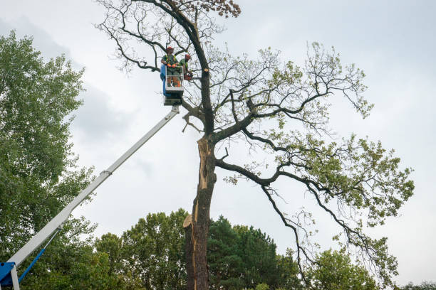 Best Hazardous Tree Removal  in Rogersville, MO