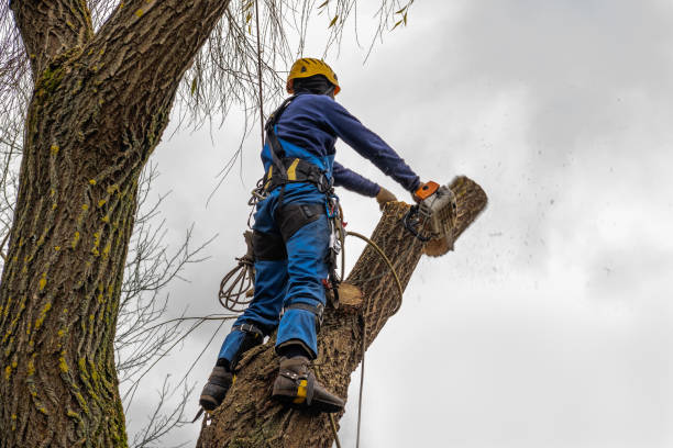 Best Tree Risk Assessment  in Rogersville, MO