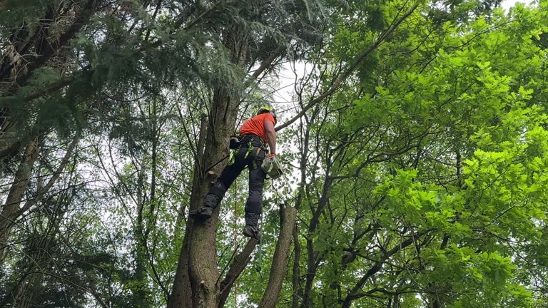 How Our Tree Care Process Works  in Rogersville, MO