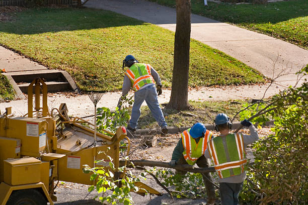 Leaf Removal in Rogersville, MO