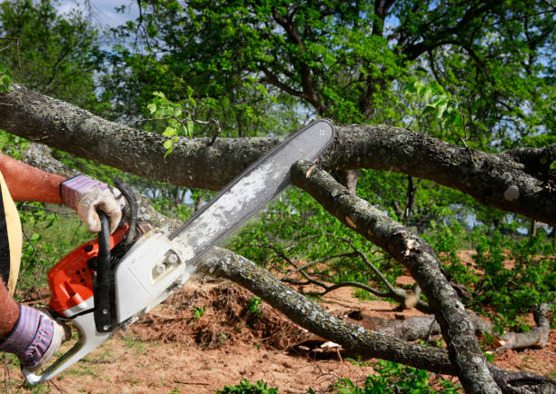 Best Stump Grinding and Removal  in Rogersville, MO